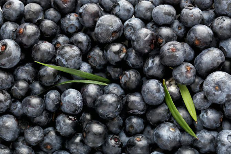 Phytessence Wassai - The super-berry ingredient that Gen Z will love