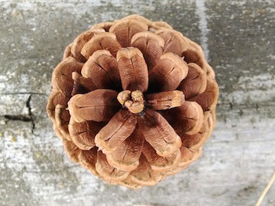 Pine cone extract key to combatting saggy skin