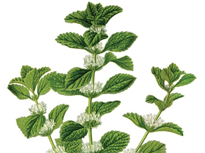Plants vs pollution: A nature-based skin protection strategy