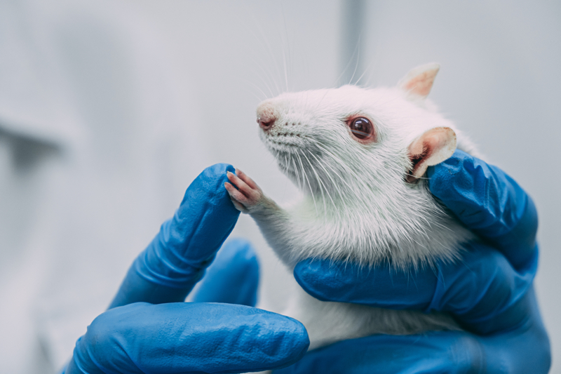 Politicians call for protection of EU cosmetics animal testing ban amid law revisions