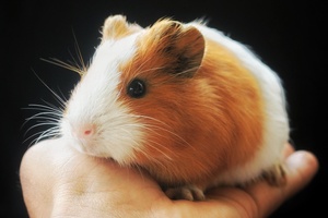 Predicting the skin allergy potential of ingredients without animal tests
