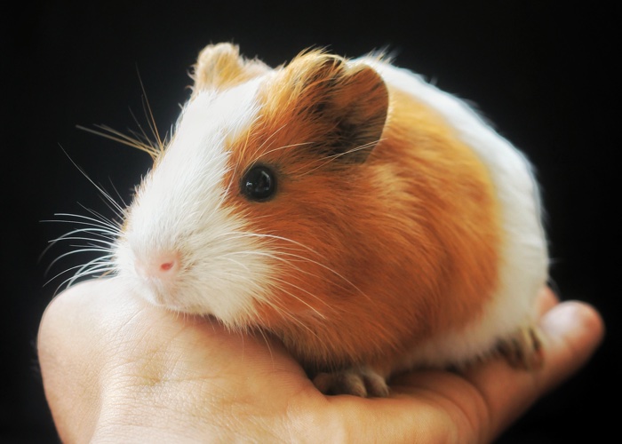 Predicting the skin allergy potential of ingredients without animal tests
