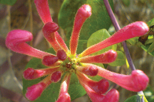 Preservation – self-preserving antimicrobial action