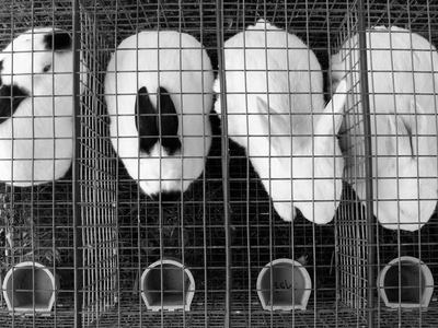 Pressure mounts on L’Oréal to stop animal testing in China 
