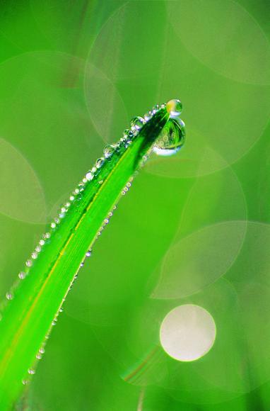 Rahn's Aquarich gains Ecocert approval