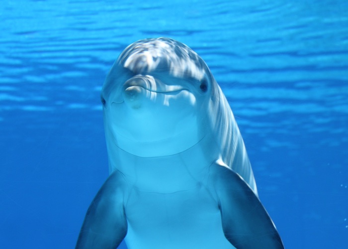Researchers find chemical toxins from personal care products in stranded dolphins and whales
