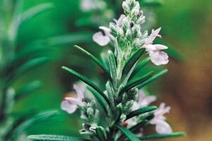 Robertet boosts organic resource with aromatic tie-up
