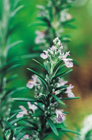 Robertet boosts organic resource with aromatic tie-up