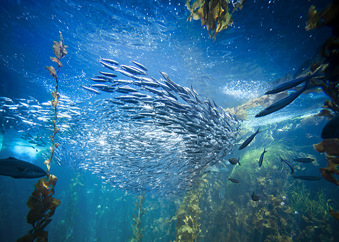 Rousselot launches MSC-certified marine collagen peptides
