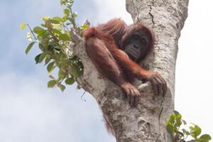 RSPO reveals strong growth in sustainable palm oil 