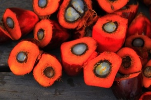 RSPO suspension lifted on IOI Group after six months