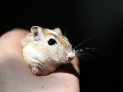 Russia questions cost of animal testing ban for cosmetics
