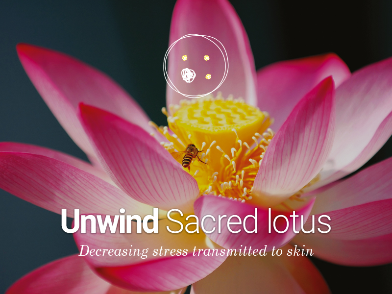 Sacred lotus cells to relax your skin