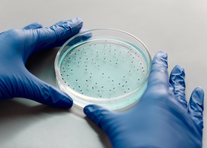 Safety testing: What is culture media?
