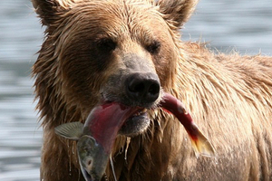 Salmon sperm may be the future of sun care 