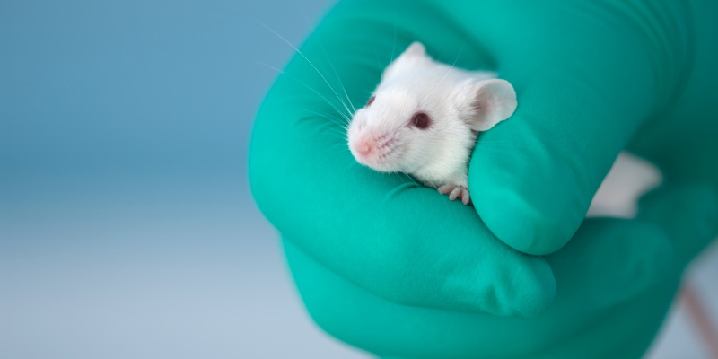 Animal testing: Save Cruelty-Free Cosmetics ECI gets European Parliament hearing