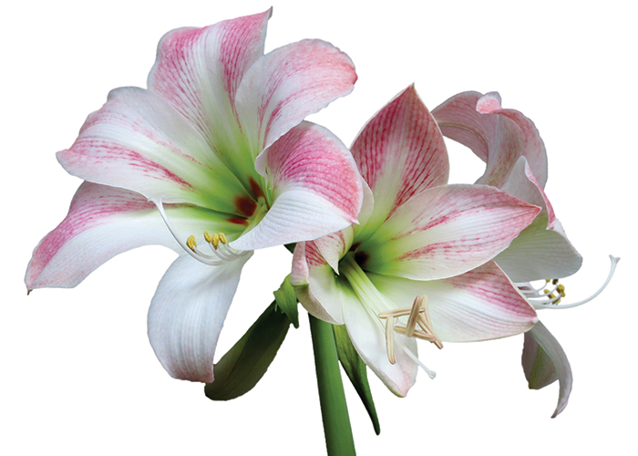 Scent-led formulations: Fragrant foundations