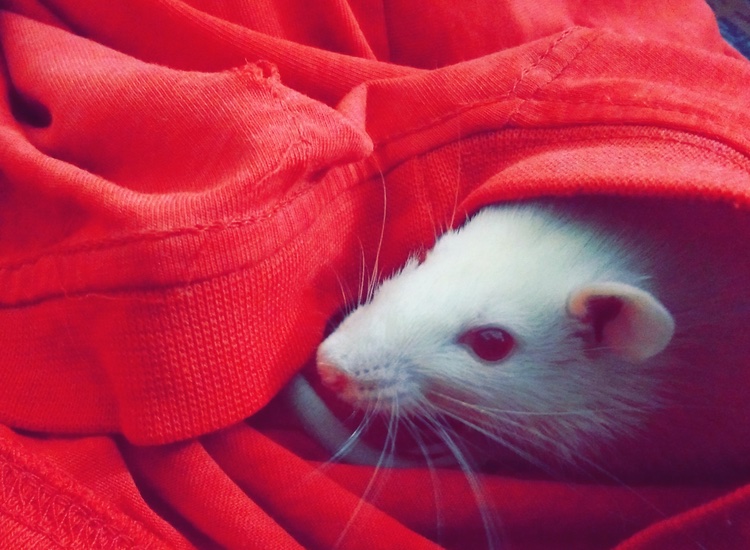 Schmidt’s Naturals CEO writes open letter calling for animal-testing reform in California
