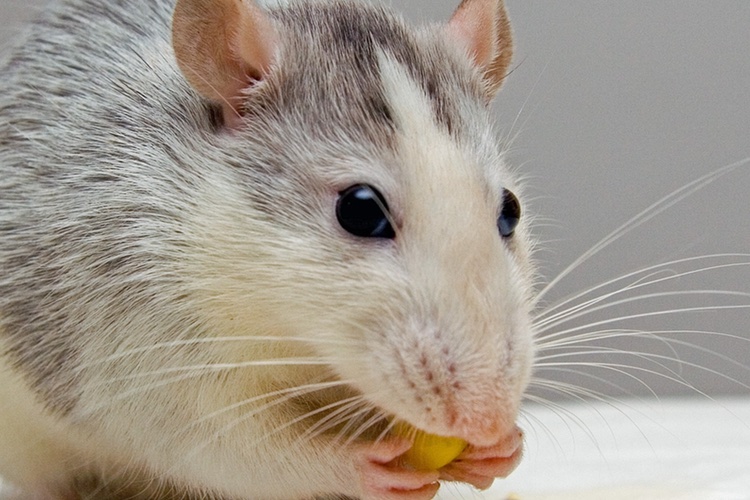 Scientists make hair loss and skin wrinkle breakthrough

