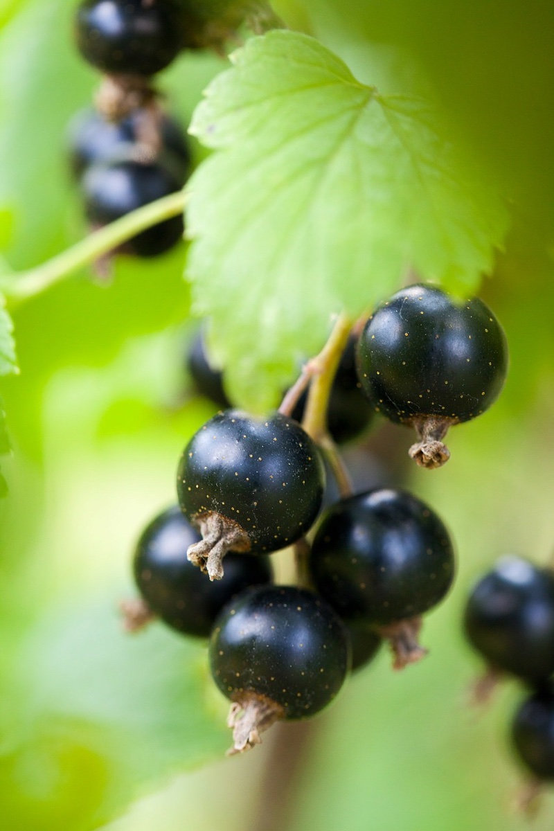 Scientists use wasted Ribena skins to create natural hair dye 
