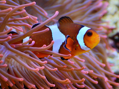 Sea anemone venom can soothe skin discover researchers
