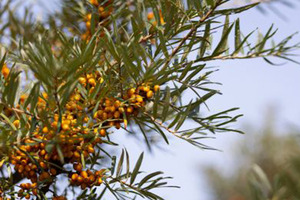 Sea buckthorn powers next-gen beauty products