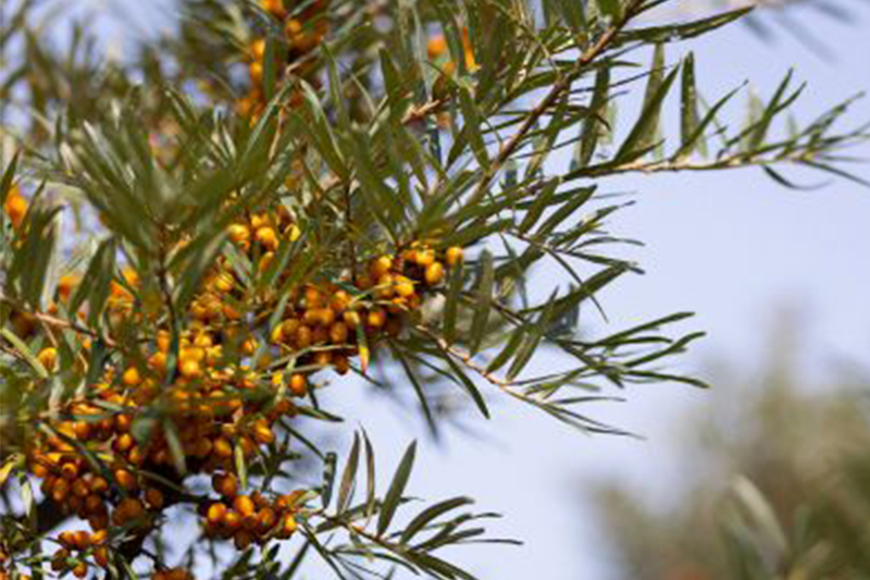 Sea buckthorn powers next-gen beauty products