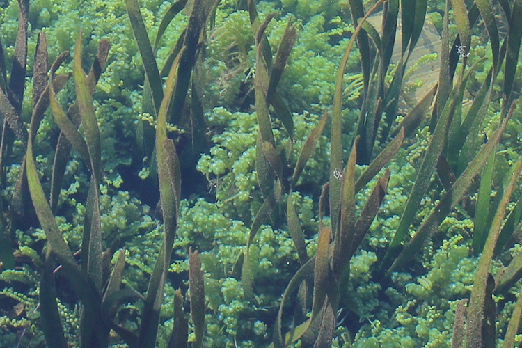 Seaweed could be the secret to eco-friendly alternative sunscreen 