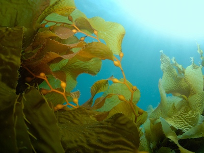 Seaweed washes up in beauty
