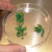 Sederma invests in plant cell cultures