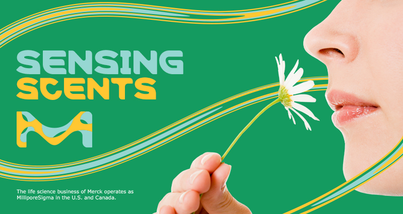Sensing scents: Olfactory (smell) perception