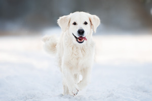Seppic launches Sepifriend, a dedicated ingredient line for pet care