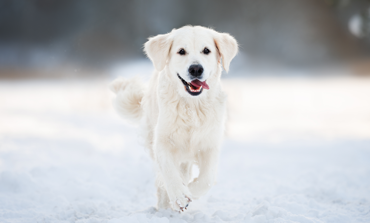 Seppic launches Sepifriend, a dedicated ingredient line for pet care