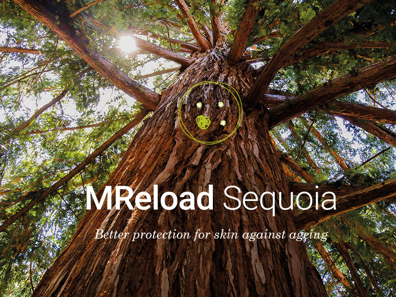 Sequoia cells to limit male skin ageing
