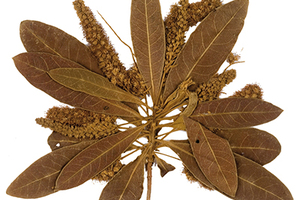 Sericoside: the natural ally to improve skin health