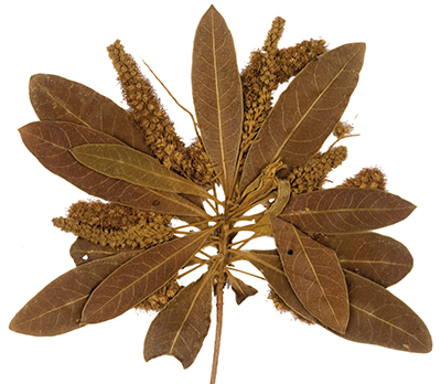 Sericoside: the natural ally to improve skin health