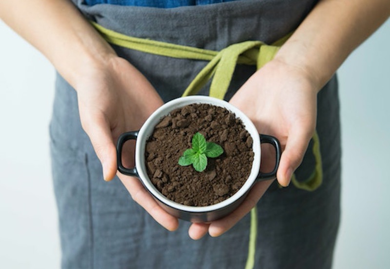 Shiseido discovers mint plants can boost skin elasticity
