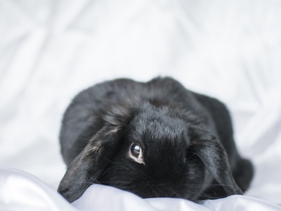 Shiseido’s in vitro test more accurate than animal testing