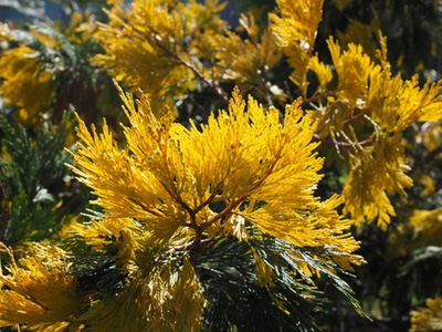 Shiseido study highlights dangers of cedar pollen