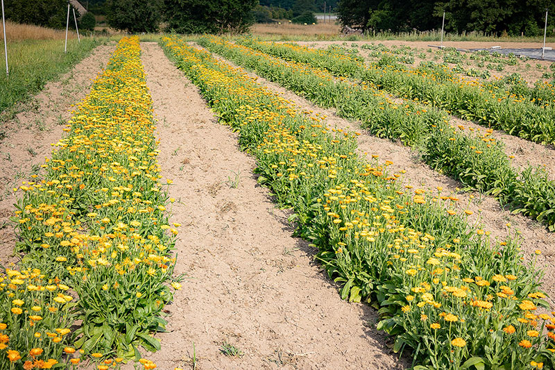 SILAB focuses on the study of crops to strengthen its botanical supplies