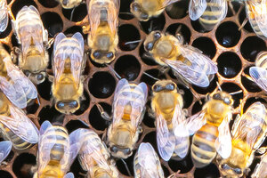 SILAB initiates a project in favour of local biodiversity