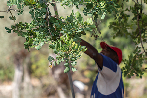 SILAB is pursuing its commitment to biodiversity