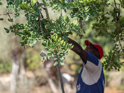 SILAB is pursuing its commitment to biodiversity
