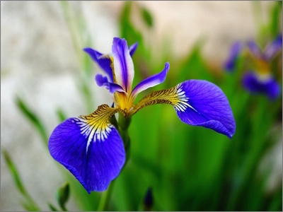 Silab launches Iris Iso active