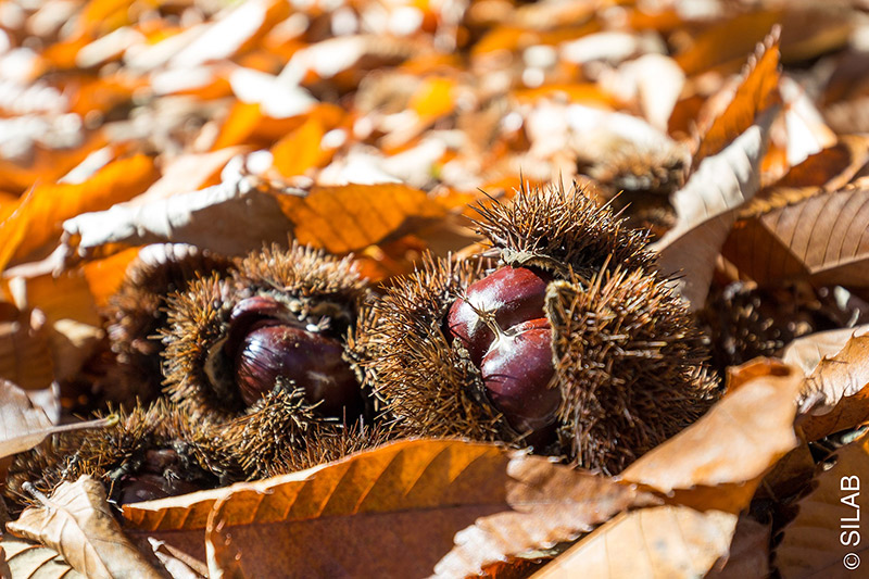 Silab's natural active ingredient stimulates epidermal homeostasis