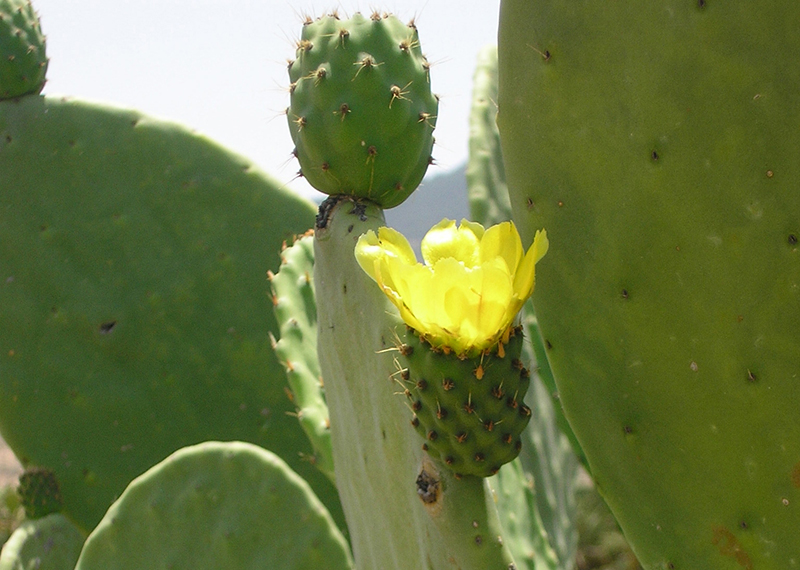 Silab’s new ingredient reactivates the endogenous processes of desquamation