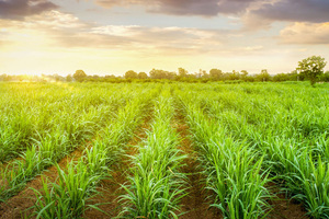Siltech’s Sustain Series