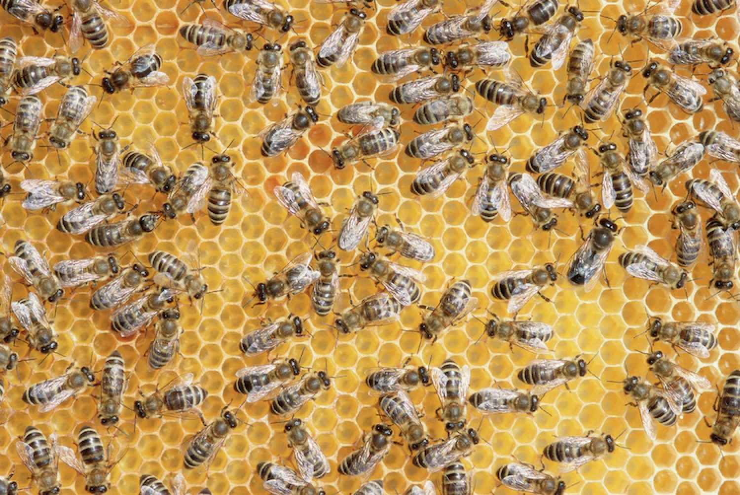 Skin care brand Babor rehomes some of its most ‘valuable employees’