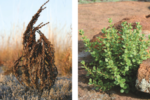 Skin stabilisation for fast regeneration – lessons from resurrection plants