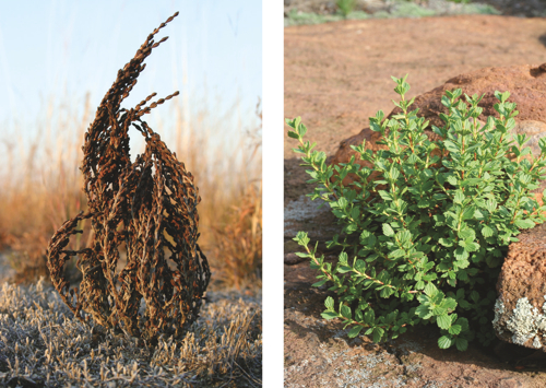 Skin stabilisation for fast regeneration – lessons from resurrection plants